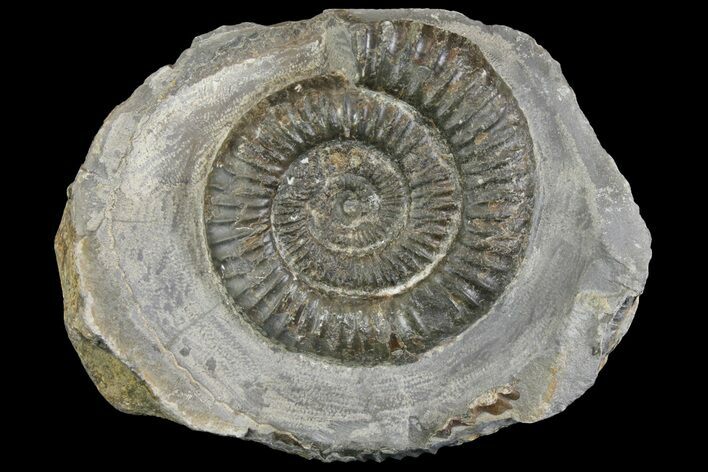 Ammonite (Dactylioceras) Fossil - England #149814